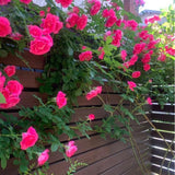 Climbing Rose Live Plant, Reblooming Rose Bush, 2-3 Inch Tall
