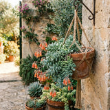 Cotyledon Pendens Live Plant, Cliff Cotyledon Plant, 2 Inch Pot