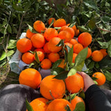 Navel Orange Fruit Live Plant, Edible Citrus Tree, 1-2 Ft Tall, Gallon Pot