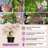 Set 2 Coconut Ice Bougainvillea Live Plant 5-7 Inch Tall