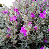 4 Dwarf Texas Salvia Sage Live Bushes, Garden Flower Plant, 4-6 Inch Tall
