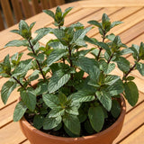 Chocolate Mint Plant Live, 4-5 Inch Tall, 3.5 Inch Pot