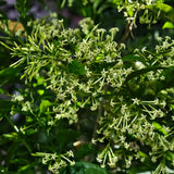 3 Night Blooming Jasmine Live Plants, Jasmine Plant Live, 4-7 Inch Tall