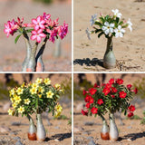 Combo 2 Random Mix Desert Rose Live Plant 4-7 Inches Tall