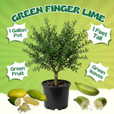 Green Finger Lime Tree, Finger Lime Fruit Tree, 1 Gallon Pot