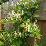 White Yellow Honeysuckle Plant Live, Flower Vine, 6-12 Inch Tall, 4" Pot