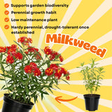 2 Red Milkweed Live Plants, Hardy Garden Plant, 4-6 Inch Tall