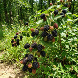 2 Ouachita Black Berry Plants Live, Hardy Garden Plant, 4-6 Inch Tall