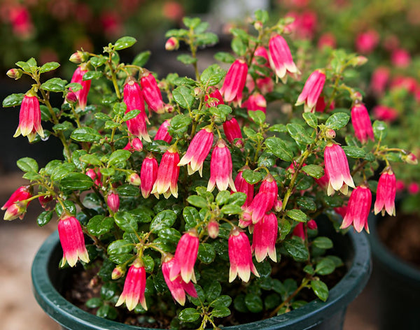 Rare Red Fuchsia Plant Live in 5'' Pot, Hanging Fuchsia Flowers Bush Shrub for Hanging Basket, Hardy Indoor Outdoor Flowering Plant, 4–8 Inch Tall Starter Plants