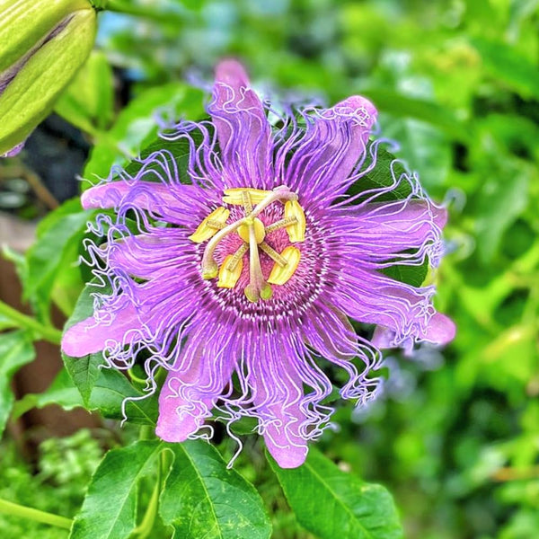 Light Purple Passiflora Passion Flower Live Plant, 4-6 Inch Tall