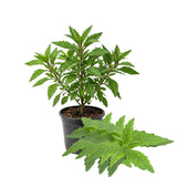 Epazote Herb Live Plant, 4-7 Inch Tall, 4 Inch Pot