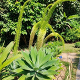 Attenuata Agave Live Plant, Architectural Succulent, 6-8 Inch Tall