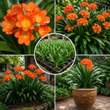 Orange Clivia Miniata Live Plant, Clivia Miniata Lily, 6 Inch Pot
