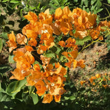 2 Gold Live Bougainvillea Plants, Patio Container Plant, 5-7 Inch Tall
