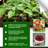 Red Mulberry Tree Plant Live, Live Starter Plant, 4-6 Inch Tall