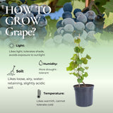 3 Grape Plants Live for Planting, Starter Plants, 3-5" Tall, No Pot, Cold Hardy, Tree Grape Vines Fruit for Spring Growing (Green Yellow)