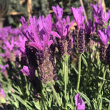 2 Spanish Lavender Live Plants, Garden Plant, 4-7 Inch Tall
