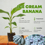 Ice Cream Banana Live Plant, Hardy Garden Plant, 4-6 Inch Tall
