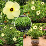 2 Hardy Light Yellow Hibiscus Plant Live, Tropical Flower Shrub, 4-6" Tall