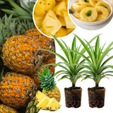 2 Pineapple Live Plants, Well-Rooted Fruit Plant, 4-6 Inch Tall