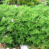 2 Citronella Live Plants, Indoor Outdoor Herb, 3-6 Inch Tall