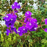 Purple Tibouchina Princess Plant Live, Flower Shrub Plant, 3-5 Inch Tall
