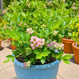 2 Pink Lemon Blueberry Plant Live, Blueberry Bushes Plant, 4-7 Inch Tall