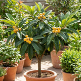 Golden Loquat Live Plant, Hardy Fruit Tree Plant, 8-10 Inch Tall