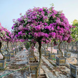 2 Lilac Bougainvillea Plants Live, Patio Flower Vine, 4-7 Inch Tall