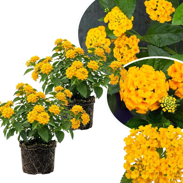 2 Gold Lantana Plants Live, Lantana Flower Plant, 4-6 Inches Tall
