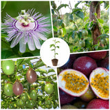 Sweet Passionfruit Plant, Passion Fruit Plant Live, 4-6 Inch Tall