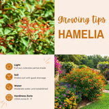 2 Orange Firebush Hamelia Plants, 4-6 Inch Tall, Tropical Shrub