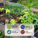4 Peppermint Live Plants, Fragrant Herbs, 4-6 Inch Tall