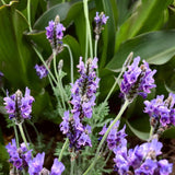 2 Purple Lavender Live Plants, Starter Plant, 4-7 Inch Tall