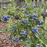 2 Jewel Blueberry Plant Live, Sweet Berry Shrub, 4-6 Inch Tall