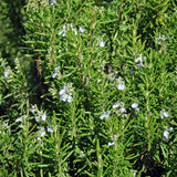 Live Rosemary Plant, Kitchen Herb Garden Plant, 4 Inch Pot