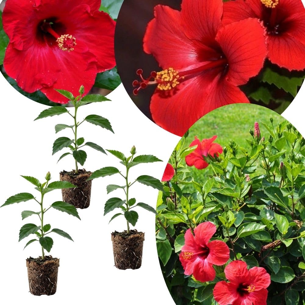 Set of 3 Hardy Hibiscus Live Plants, Bright Red Hibiscus Plant, 4–6" Tall