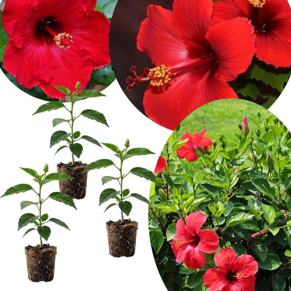 Set of 3 Hardy Hibiscus Live Plants, Bright Red Hibiscus Plant, 4–6" Tall