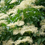 Black Elderberry Plant Live, 6-12 Inch Tall, Fast Growing Ornamental Elderberry Shrub, Outdoor Planting
