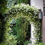 White Star Jasmine Vine Live Plant, 7-10 Inch Tall, 3 Inch Pot