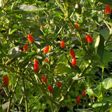 150 Chili Pequin Pepper Garden Seeds, Pepper Seeds for Planting