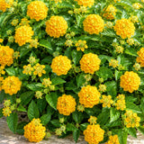 2 Yellow Lantana Plants Live, Lantana Flower Plant, 4-6 Inches Tall