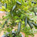 Pink Finger Lime Tree Plant Live, 1-2 Ft Tall, 3 Gallon Pot