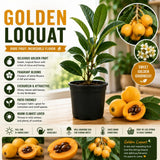 Golden Loquat Tree Plant Live, Sweet Golden Yellow Fruit, 8-10 Inch Tall
