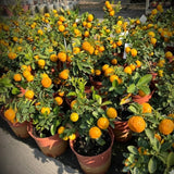 Golden Mandarin Tree Live Plant, 1-2 Ft Tall, 1 Gallon Pot