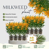 2 Yellow Milkweed Live Plants, Well-Rooted Starter Plant, 4-6 Inch Tall