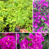 2 Dark Purple Bougainvillea Plants Live, Home Garden Plant, 4-6 Inch Tall