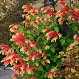 2 Red Shrimp Live Plants, Ready to Grow Plant, 4-6 Inch Tall