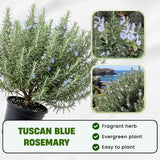 Pack 3 Blue Rosemary Plants, Rosemary Herb Shrubs Plant for Cooking
