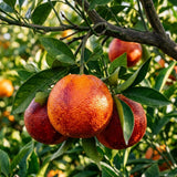 Orange Tree, Citrus Fruit Tree, 1-2 Ft Tall, 1 Gallon Pot